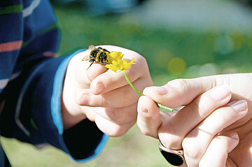 Nachaufnahme zweier Hände mit gelber Blüte und Biene