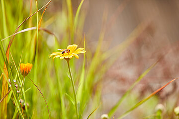 Wiesenblume in der Nahaufnahme